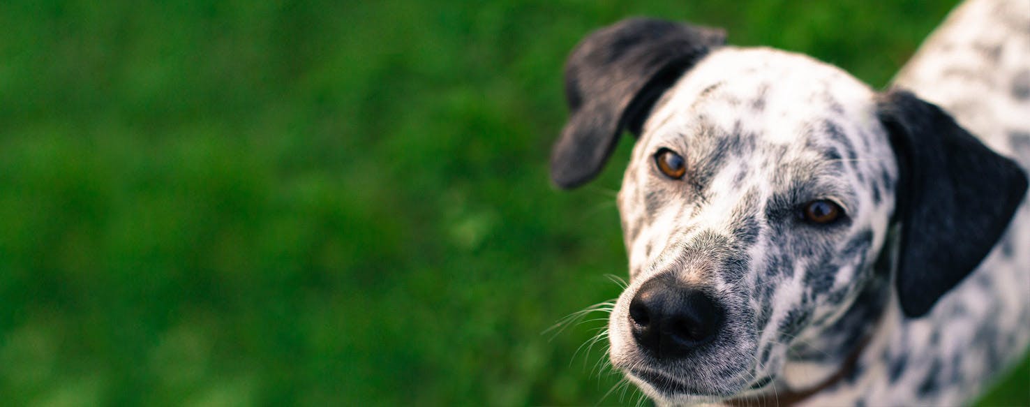 Beagle dalmatian sales mix puppy